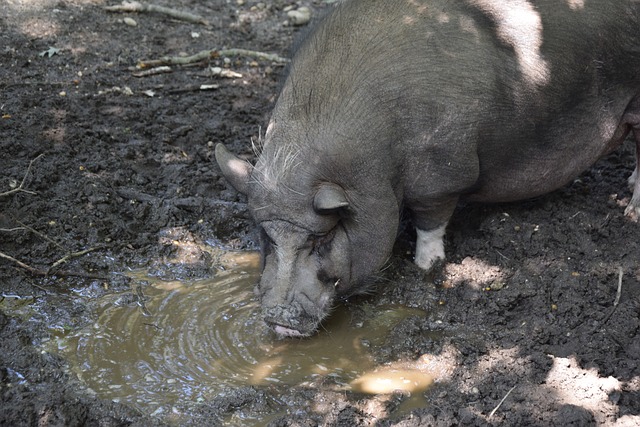 后赛前景 后赛前景